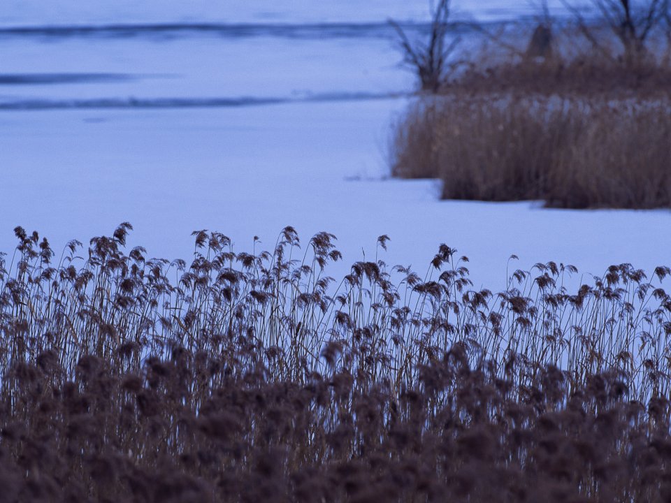 Snow_Winter_Scene_winter_snow_wallpapers_MIL50078_wallcoo.com
