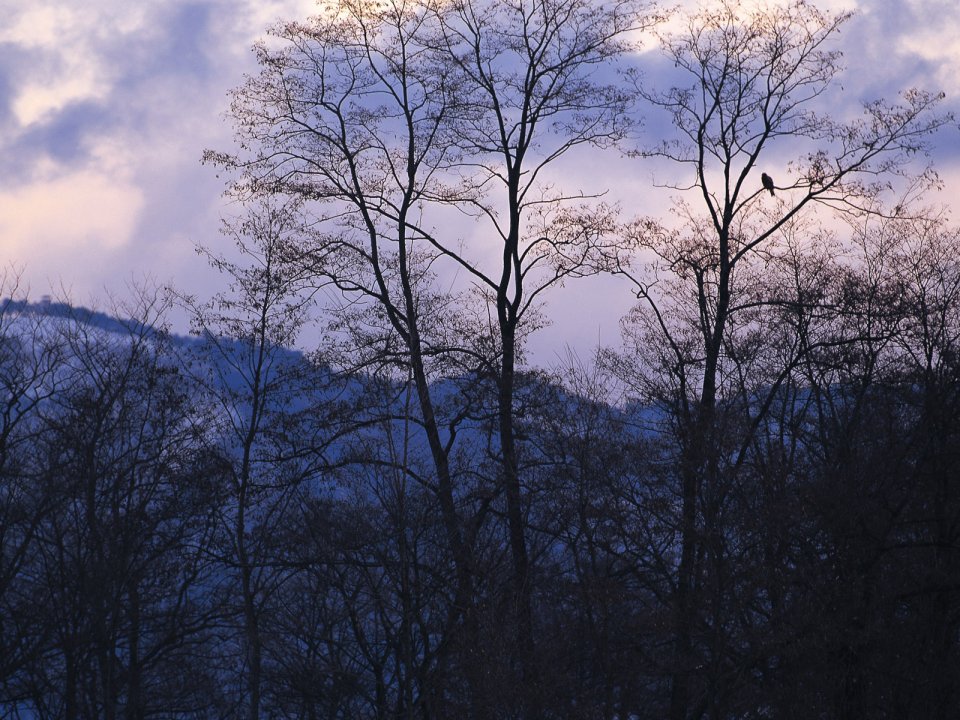 Snow_Winter_Scene_winter_snow_wallpapers_MIL50080_wallcoo.com