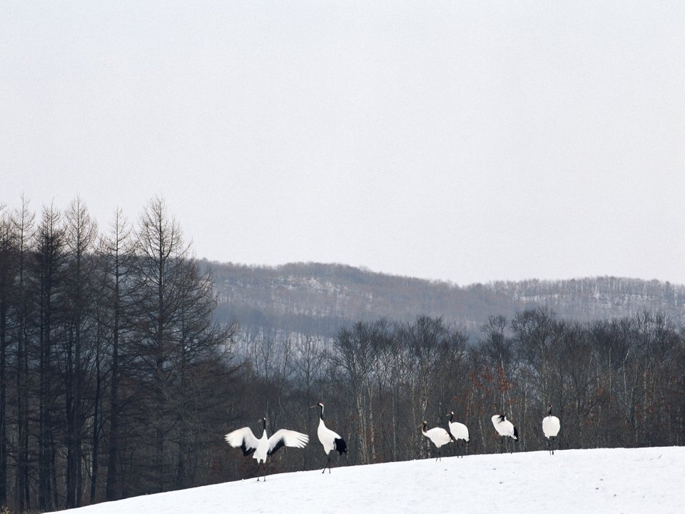 Snow_Winter_Scene_winter_snow_wallpapers_MIL50082_wallcoo.com