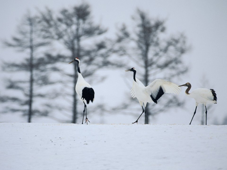Snow_Winter_Scene_winter_snow_wallpapers_MIL50083_wallcoo.com