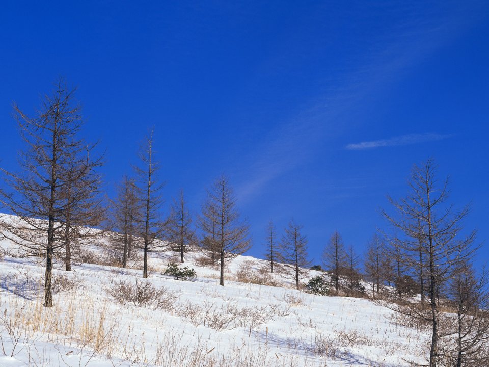 Snow_Winter_Scene_winter_snow_wallpapers_MIL50086_wallcoo.com