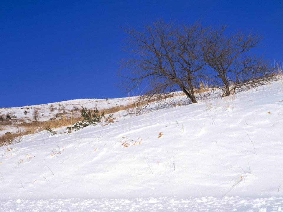 Snow_Winter_Scene_winter_snow_wallpapers_MIL50087_wallcoo.com