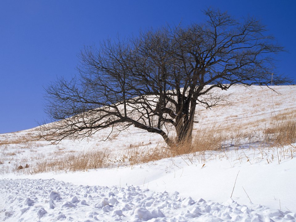 Snow_Winter_Scene_winter_snow_wallpapers_MIL50088_wallcoo.com