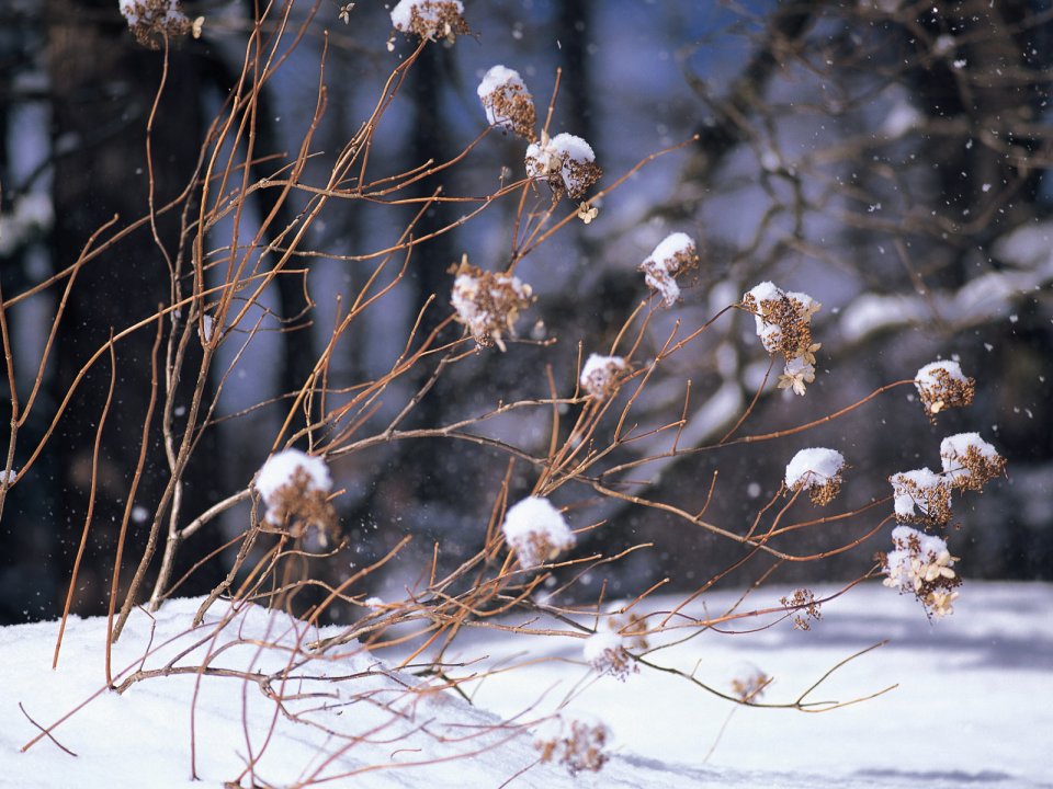 Snow_Winter_Scene_winter_snow_wallpapers_MIL50090_wallcoo.com