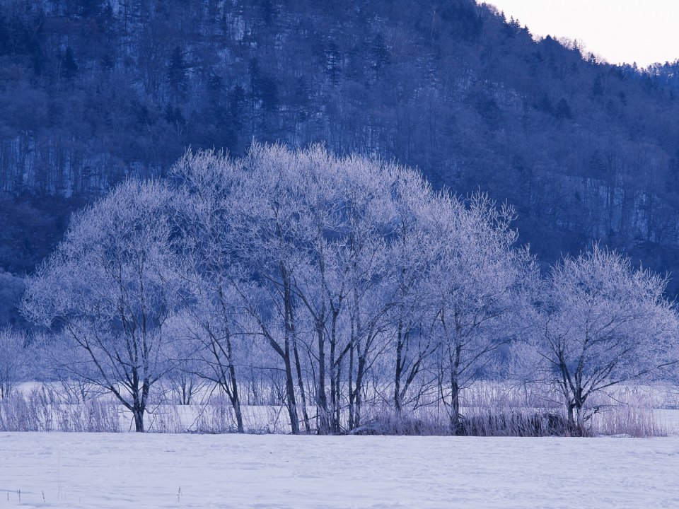 Snow_Winter_Scene_winter_snow_wallpapers_MIL50094_wallcoo.com