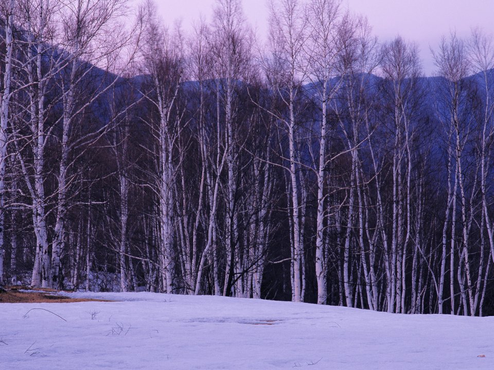 Snow_Winter_Scene_winter_snow_wallpapers_MIL50098_wallcoo.com