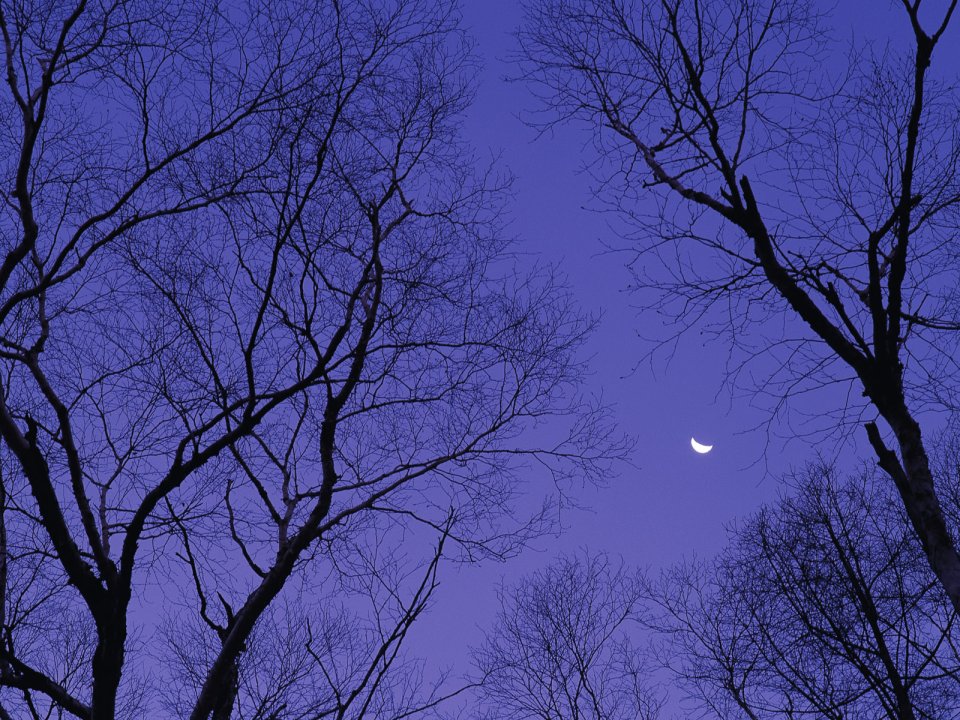 Snow_Winter_Scene_winter_snow_wallpapers_MIL50099_wallcoo.com