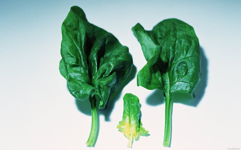 Spinach leaves, close-up