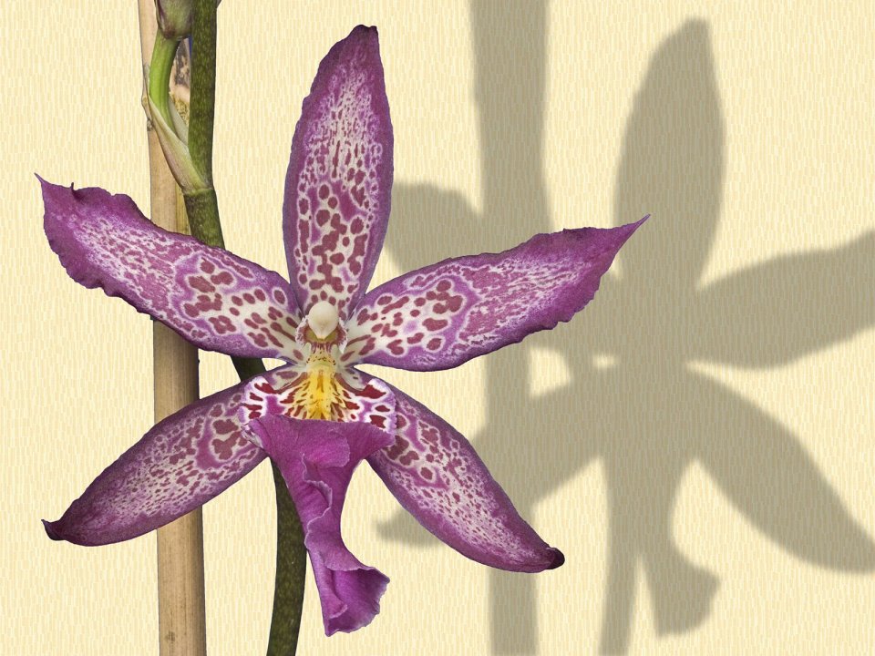 Star_Orchid