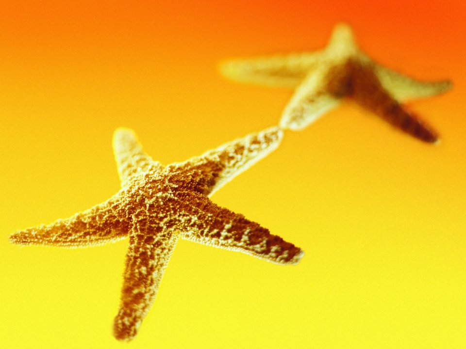 starfish