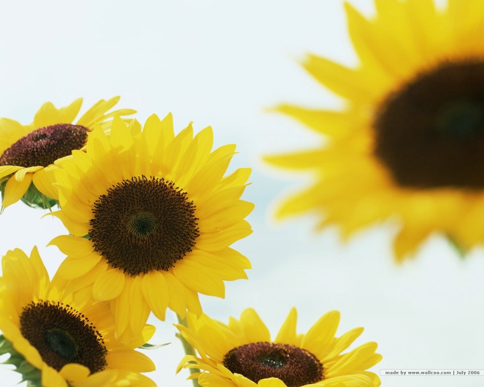 still_life_photography_HB076_350A