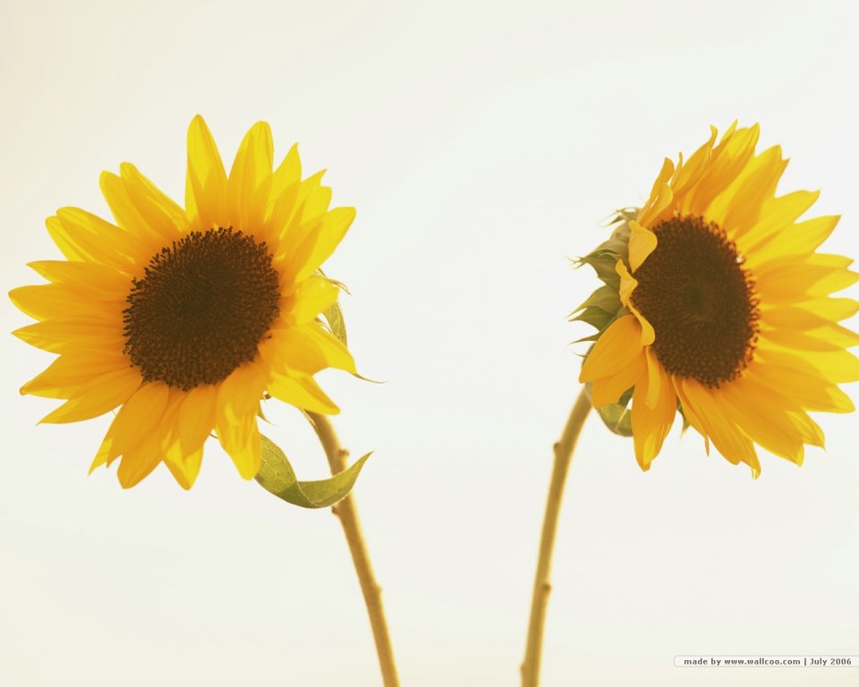 still_life_photography_HB078_350A
