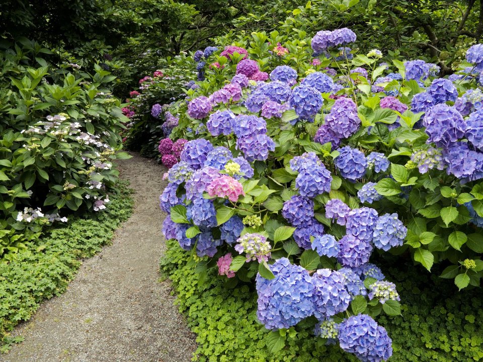 Strafford_Hydrangea_Vancouver_British_Columbia_Canada