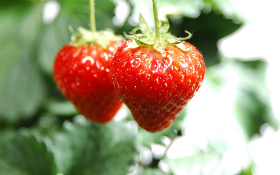 Strawberry_photos_Fresh_Strawberry_Picture_F045084