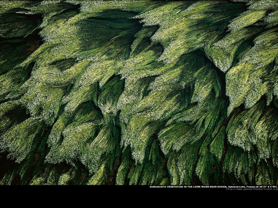 Subaquatic vegetation in the Loire river near Digoin, Saone-et-Loire, France