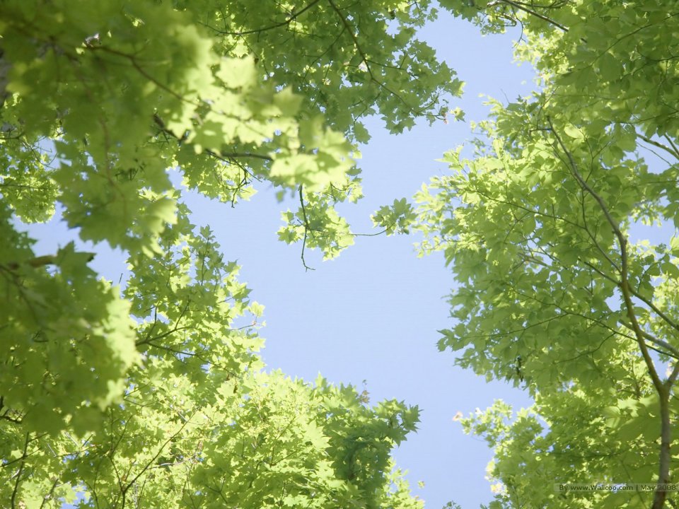 Summer_trees_and_clear_sky_JA128_photo