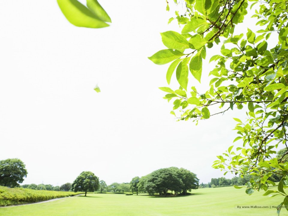 Summer_trees_and_clear_sky_JA133_photo
