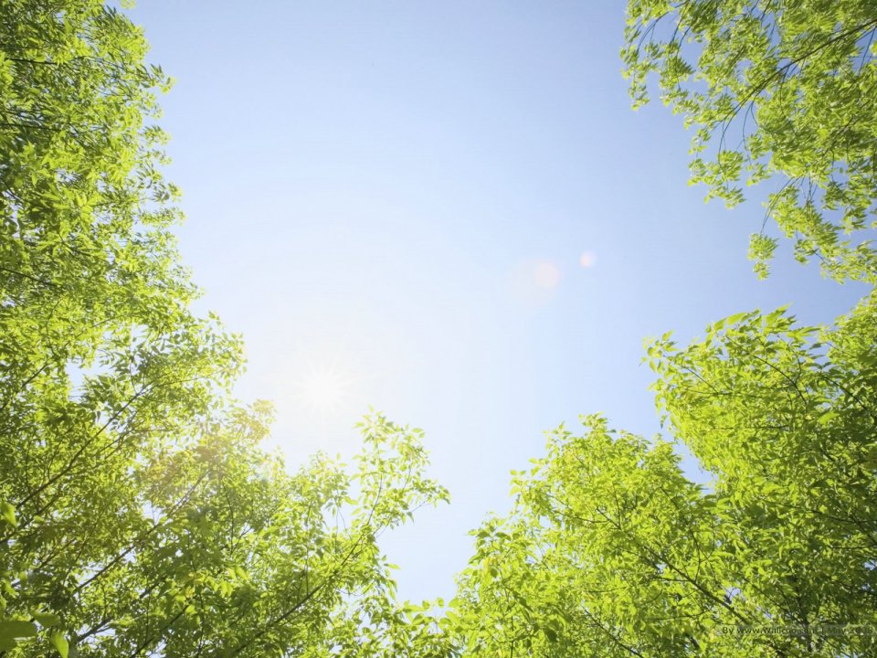 Summer_trees_and_sunshine_JA129_photo
