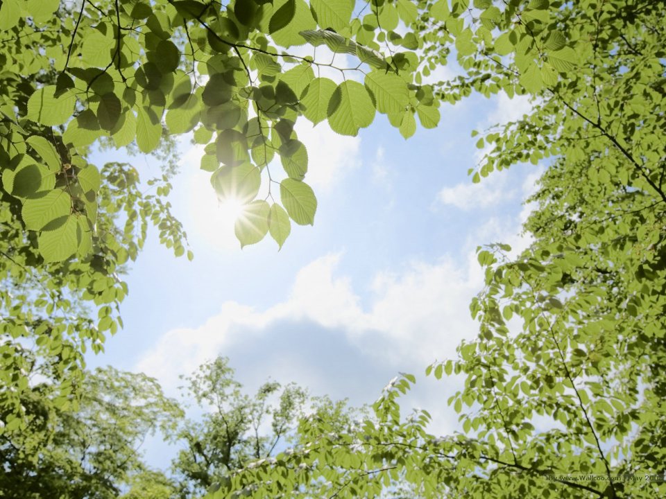 Summer_trees_and_sunshine_sky_JA130_photo