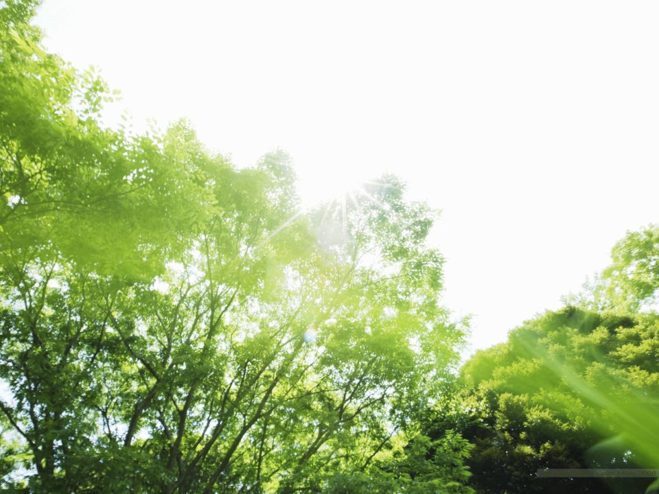 summer_trees_under_sunshine_JA185_photo