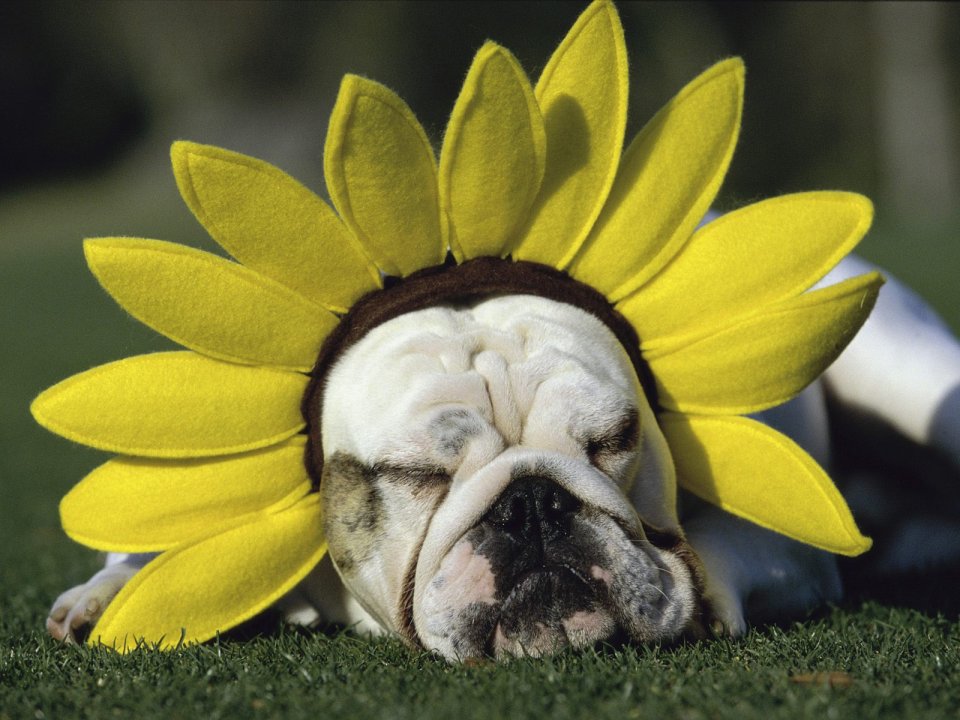 Sundown_Bulldog