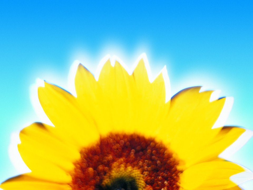 sunflower_against_sky