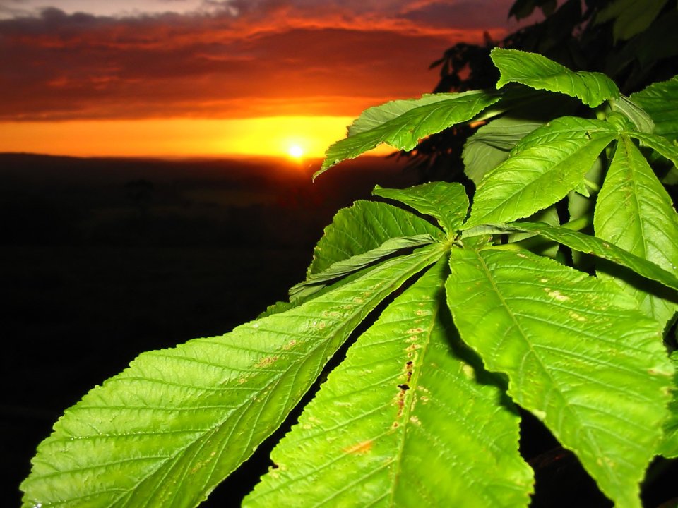 Sunset_Leaves