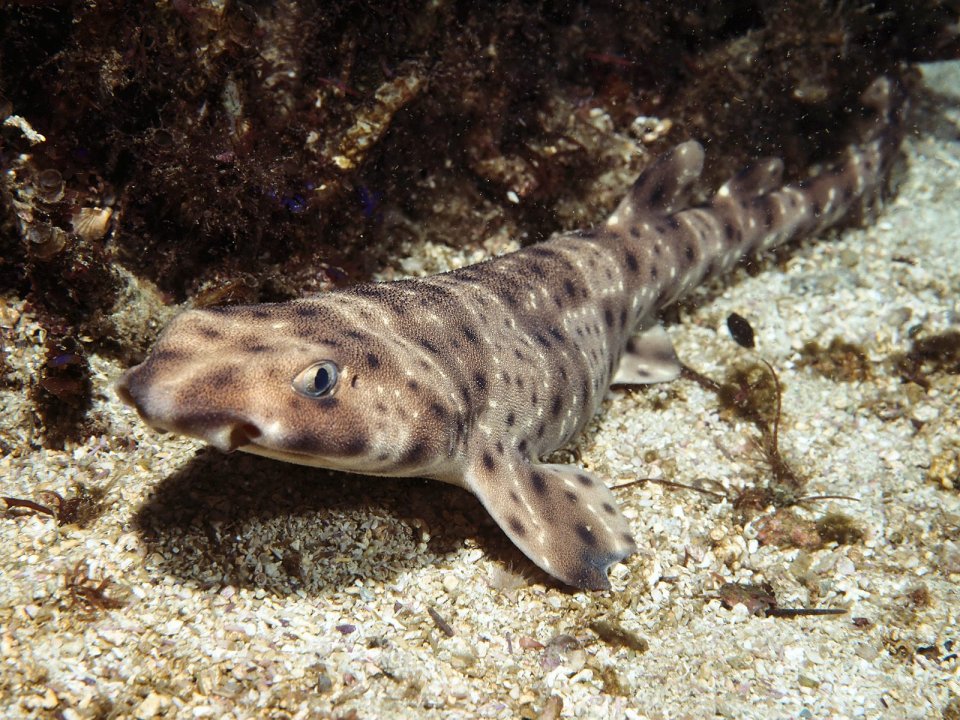 Swell_Shark