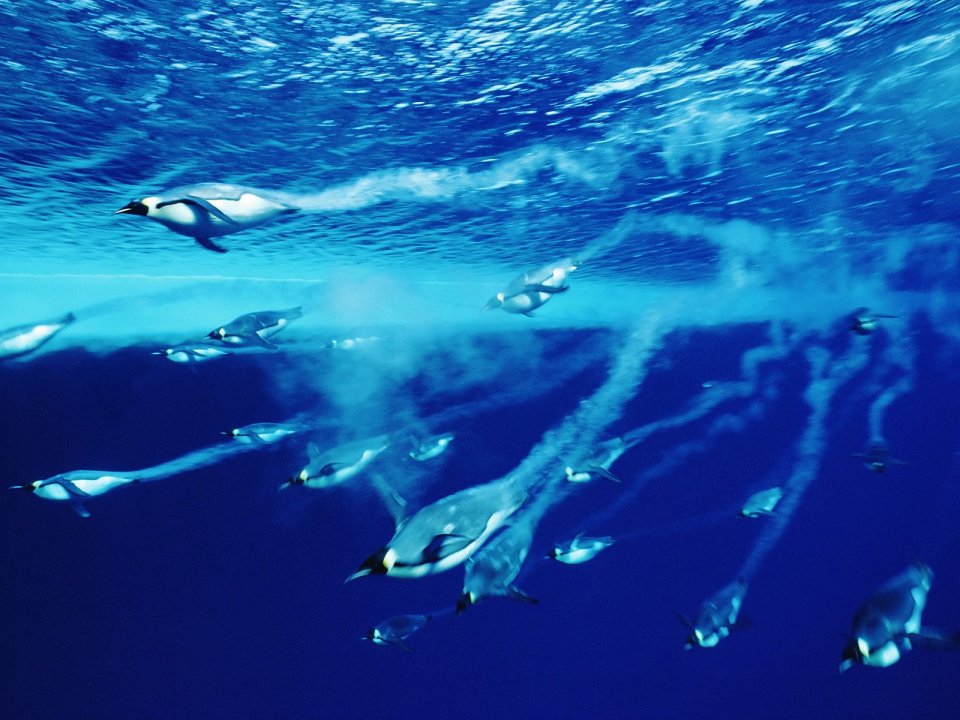 Swimming_Emperor_Penguins_Antarctica