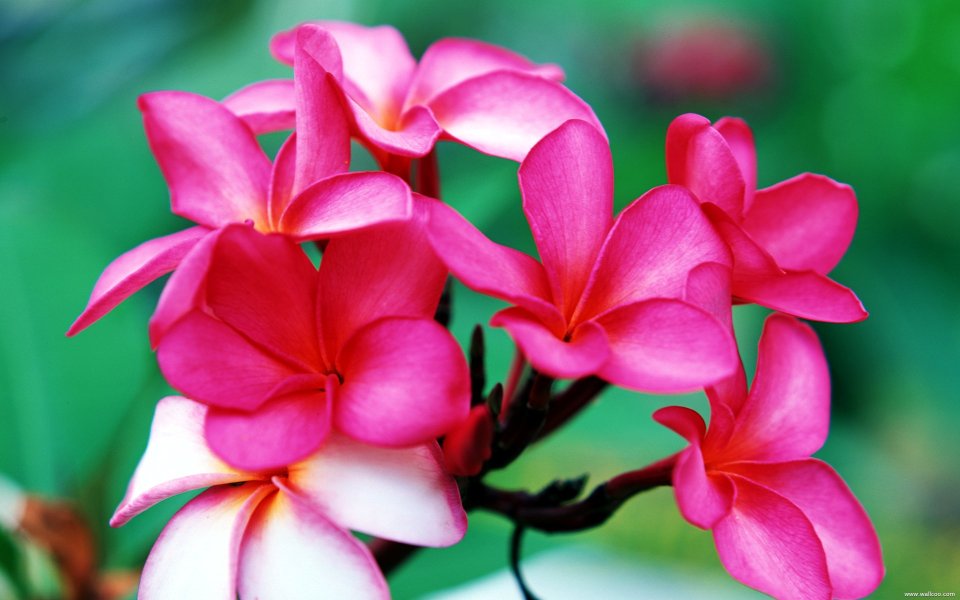 Tahiti_Travel_03011