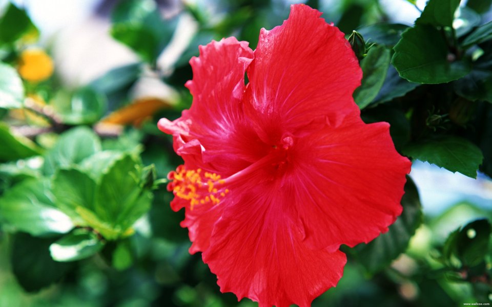 Tahiti_Travel_03017