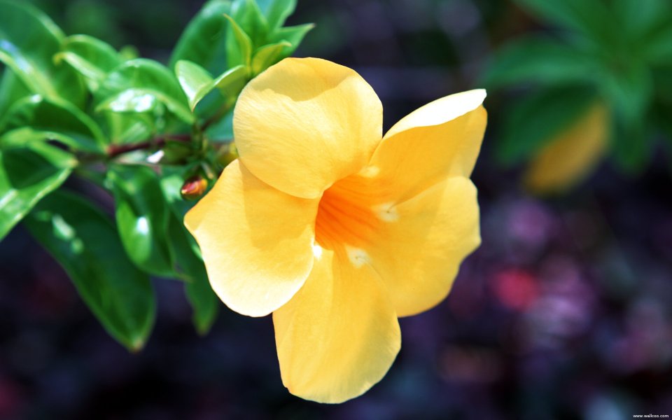 Tahiti_Travel_03018