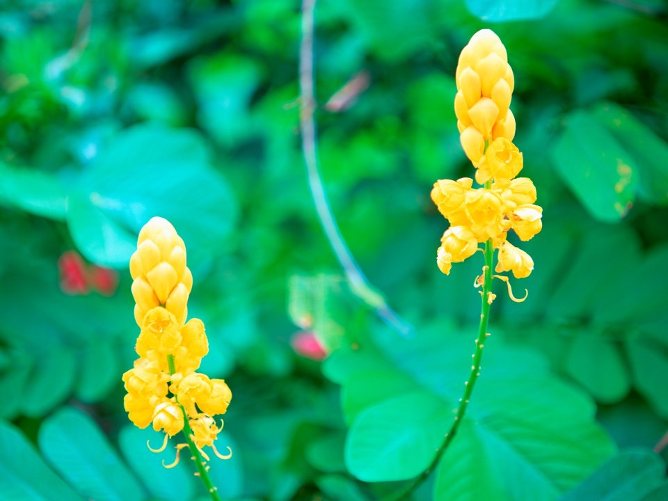 Tahiti_Travel_03024