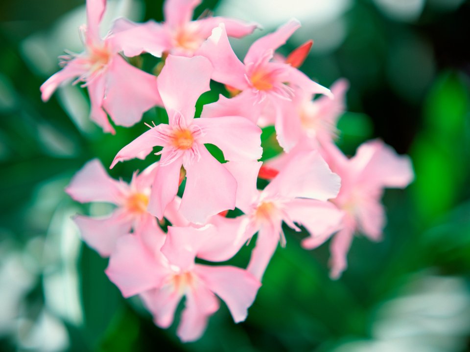 Tahiti_Travel_03025