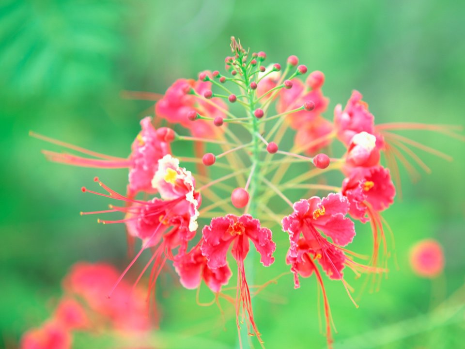 Tahiti_Travel_03026