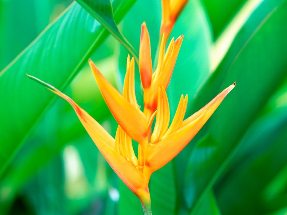 Tahiti_Travel_03028