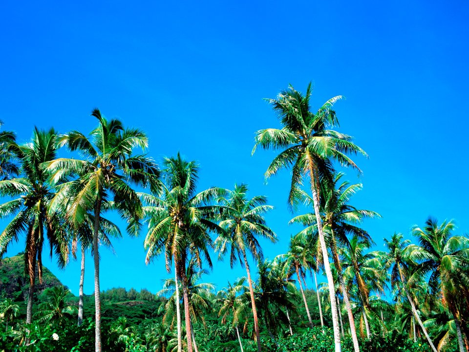 Tahiti_Travel_03034