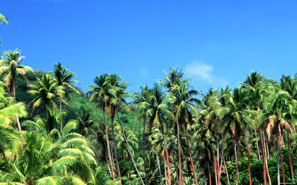 Tahiti_Travel_03038