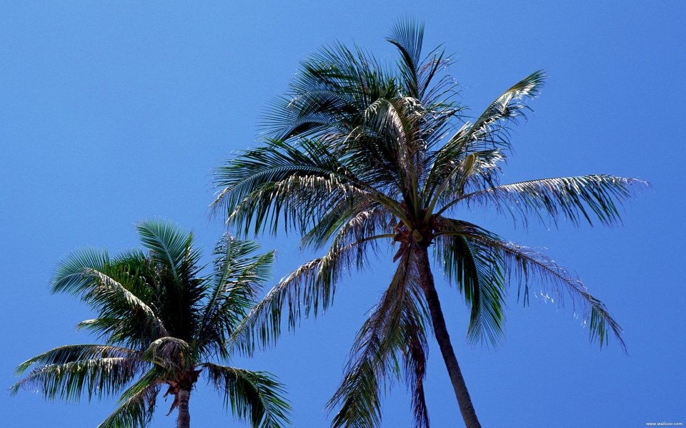 Tahiti_Travel_03041