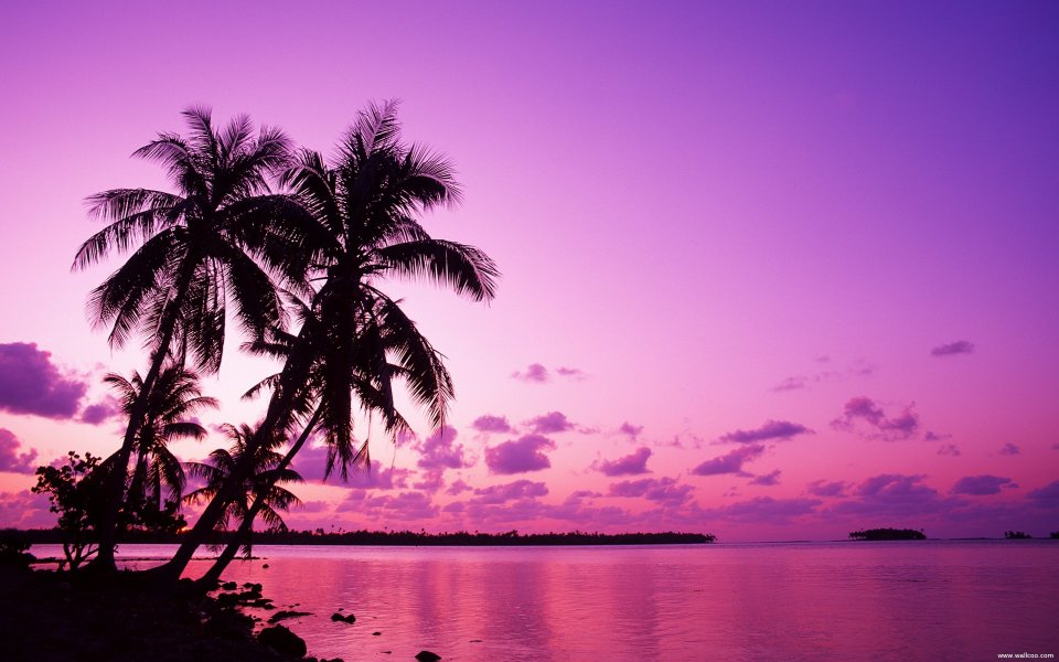 Tahiti02033