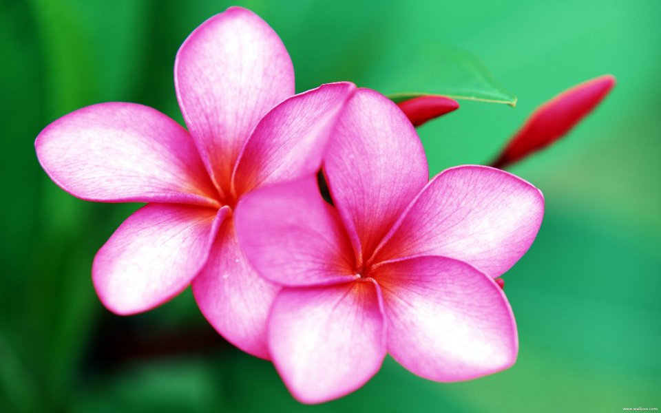 Tahiti03012