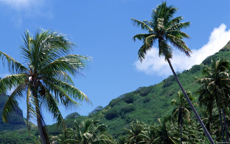 Tahiti03035