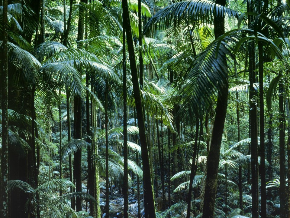 Tamborine_National_Park_Queensland_Australia