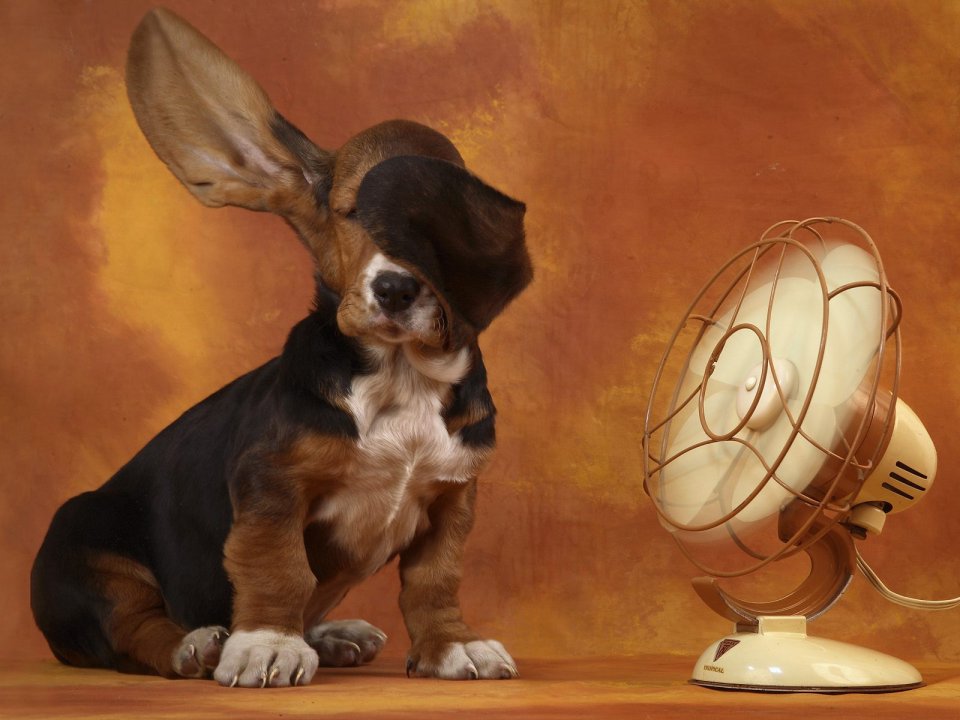 The_Basset_and_the_Breeze