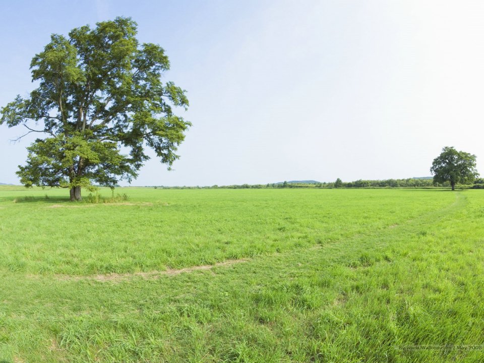 Trees_in_Green_field_and_blue_sky_JA091_photo