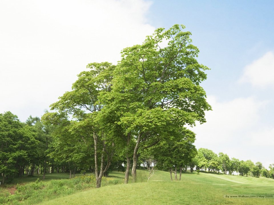 Trees_in_Green_field_and_blue_sky_JA104_photo