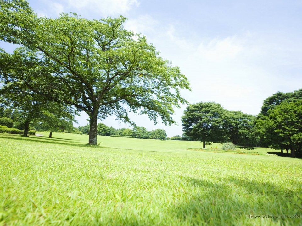 Trees_in_Green_field_and_bright_sky_JA110_photo