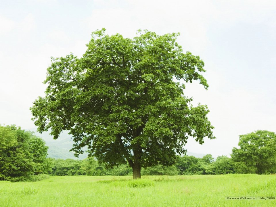 Trees_in_Green_field_and_bright_sky_JA118_photo
