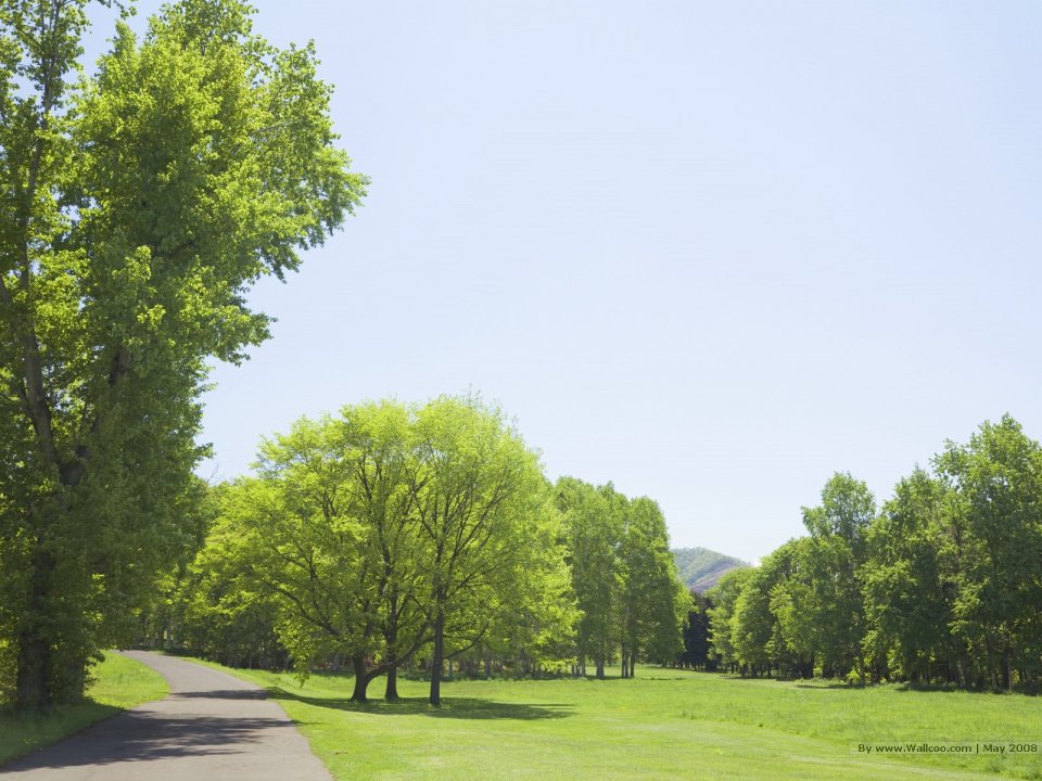 Trees_in_Green_field_and_bright_sky_JA121_photo
