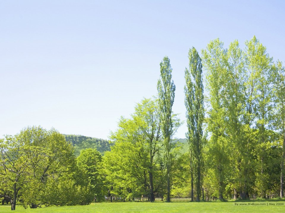 Trees_in_Green_field_and_bright_sky_JA123_photo